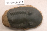 藏品(三葉蟲)的圖片